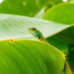 Green Lizard Peeking Over a Large Leaf in Tropical Nature.
