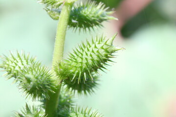 オナモミ（オオオナモミ）の実のクローズアップ