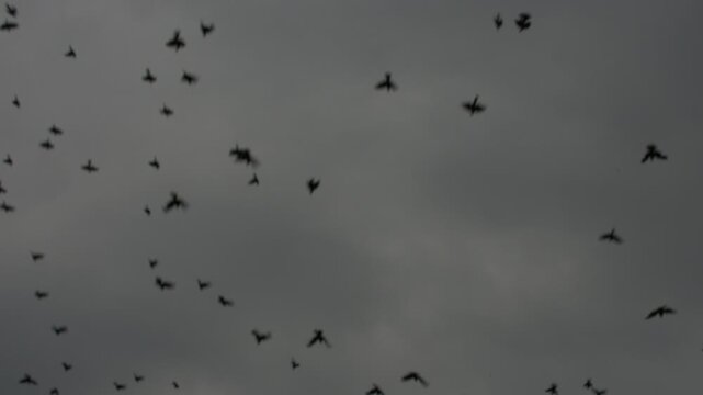 Peque&ntilde;os p&aacute;jaros, palomas y cuervos en una gran parvada volando juntos hacia la copa de un &aacute;rbol en un clima fresco previo a la tormenta durante el atardecer de verano. Sonido ambiente. HD Real time