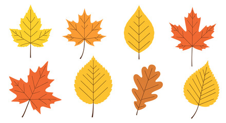 Obraz premium A Collection of Vibrant Autumn Leaves Showcasing the Beautiful Colors of Fall Season Including Maple Oak and Birch Varieties
