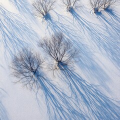 Snowy Trees With Long Shadows Aerial View