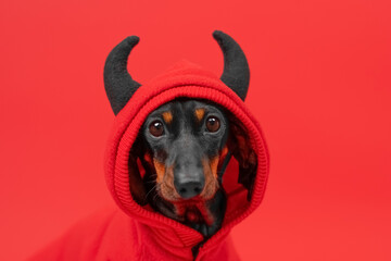 Adorable dachshund in a devil costume with horns and a red hoodie, set against a vibrant red...
