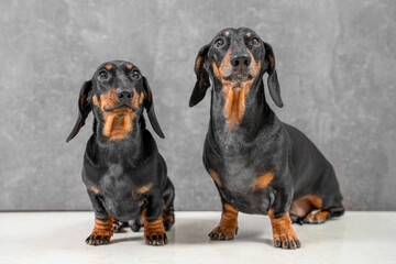 Two charming dachshunds with smooth black and tan coats sit attentively against a grey backdrop, showcasing their curious and playful nature.