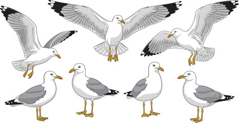 Seagull illustrations, bird anatomy, flying seagulls, standing gulls, wildlife sketch, avian study, coastal birds, nature drawing, feather detail, ornithology reference