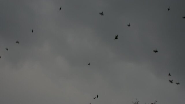 Peque&ntilde;os p&aacute;jaros, palomas y cuervos en una gran parvada volando juntos hacia la copa de un &aacute;rbol en un clima fresco previo a la tormenta durante el atardecer de verano. Sonido ambiente. HD Real time