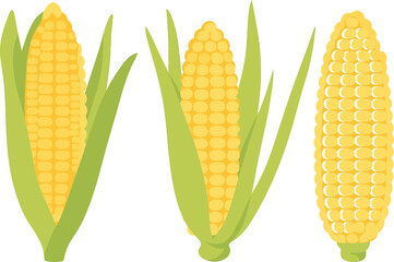 Fresh Corn Cobs Vector Illustration – Organic Maize with Green Husks