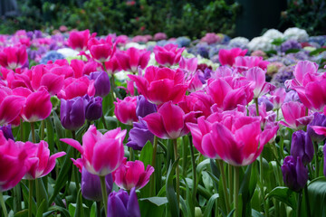 Tulips Flower