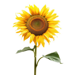 Vibrant sunflower, bright yellow petals, dark center, green leaves, slender stem