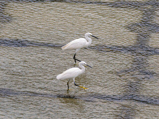並んで川を歩くコサギ
