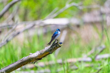 Tree Swallow Perched on a Limb at Maumee Bay State Park, near Oregon, Ohio.