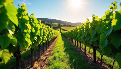 Naklejka premium Rows of lush green grapevines stretching across a sun-drenched hillside, ready for harvest A picturesque vineyard scene perfect for wine labels or related publications , view, organic