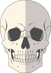 Stylized Human Skull Illustration, Two-Tone Design