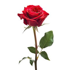 Crimson rose, vibrant bloom on long stem