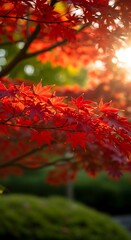 Vibrant autumn leaves bathed in sunlight