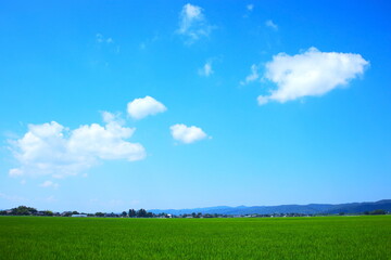 青空に白い雲浮かぶ緑の田んぼ