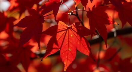 Vibrant autumn leaves in sunlight