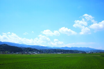 青空に白い雲浮かぶ緑の田んぼ