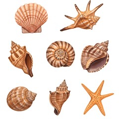 Obraz premium Watercolor illustration of diverse seashells and a starfish on white displaying textures.