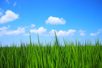 青空と白い雲と緑の稲