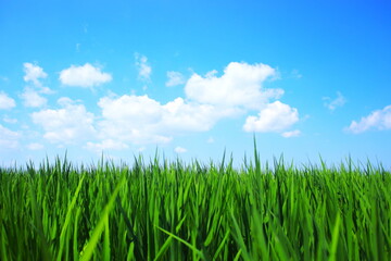 青空と白い雲と緑の稲