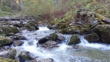 Fototapeta premium Large stones in the bed of a fast mountain stream flowing through a dense and gloomy autumn forest on a gloomy morning.
