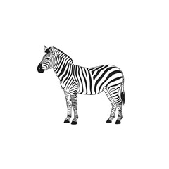 Black And White Zebra Profile Illustration