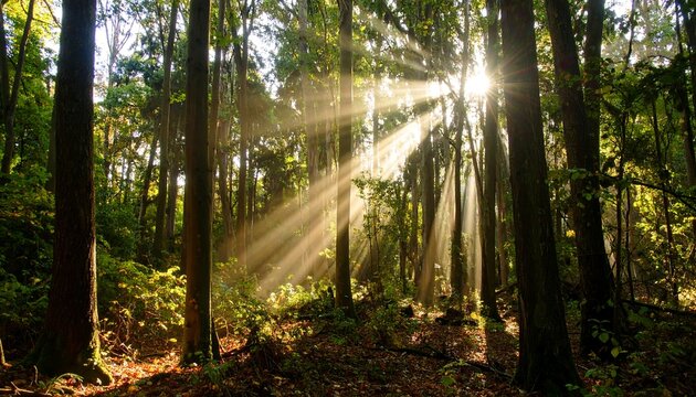 Sunlight streams through a dense forest