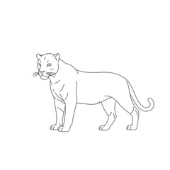 Gray Panther Line Art Illustration on White Background