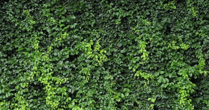 Dark green background, ivy and fence of house