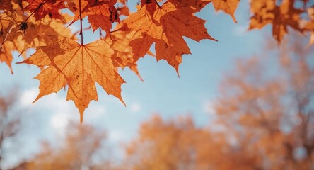 Golden Autumn Leaves Against a Clear Blue Sky A Serene Fall Foliage View