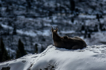 Obraz premium a mountain goat resting on a rock with a beautiful mountain panorama