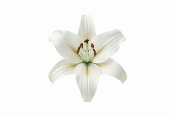 Obraz premium White lily flower isolated on white background, studio shot, for funeral design