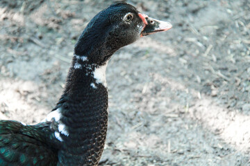 Close up portrait of domestic duck