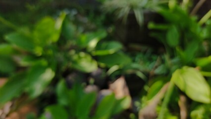 Blurry photo of green leaves and natural plants, creating a soft abstract background with fresh tones. This image is perfect for eco-friendly themes, nature concepts, design projects, and stock collec