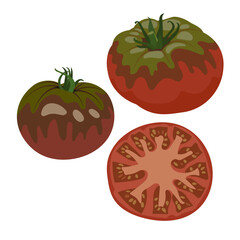 Cherokee Purple Tomato, Purple Heirloom Tomato, Hand Drawn, Vector, Illustration, Set, Isolated