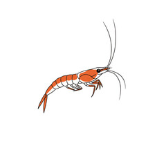 Orange and White Shrimp Line Drawing Illustration