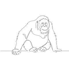 Orangutan Line Drawing on White Background