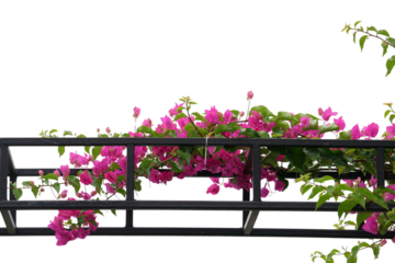 (Bougainvillea) A climbing plant with beautiful flowers on the front door arch Isolated on a white background.