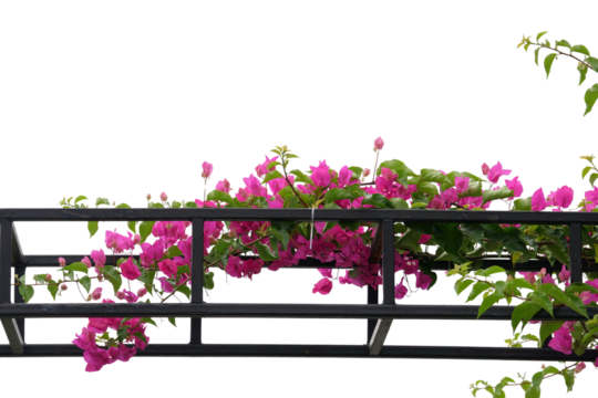 (Bougainvillea) A climbing plant with beautiful flowers on the front door arch Isolated on a white background.