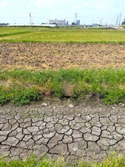 用水路の干上がった晩夏の猛暑日の刈り取りの終わった田んぼ風景