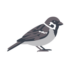 Obraz premium Illustration of a sparrow perched, showcasing its distinctive brown, gray, and white markings against a plain background.