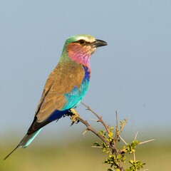 Lilac Breasted Roller Bird Perched on a Thorny Branch in Africa.