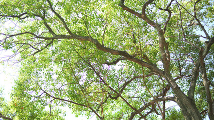 Fototapeta premium 街路樹