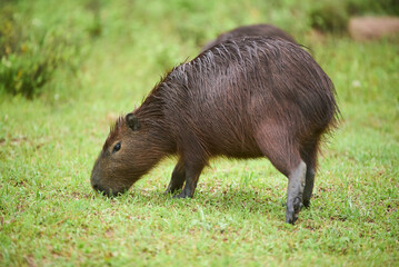 Capybara, hydrochoerus hydrochaeris, eating. His fur is wet from the recent rain. It is the largest living rodent, native to South America. El Palmar National Park, Entre Rios, Argentina.