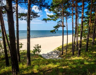 Sunny beach scene through pine trees