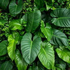 Lush Green Tropical Philodendron Leaves Up Close.