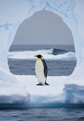 Emperor penguin standing on iceberg with ocean and ice cave in the background view from afar