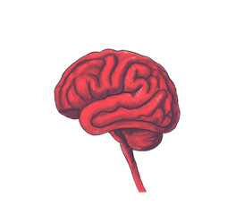 Human Brain Illustration – Pastel Drawing