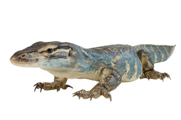 Blue River Monitor Lizard on Transparent Background