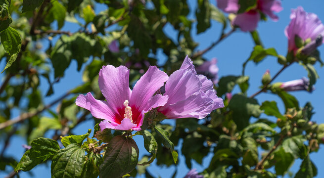 Blooming Hibiscus syriacus tree pink flowers and leaves. rose mallow. gul hatmi.